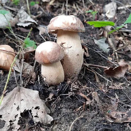 Kır Evi Zielony Domek Tylicz