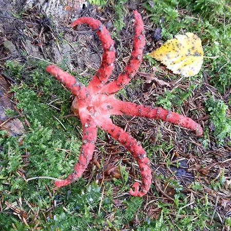 Zielony Domek * Tylicz