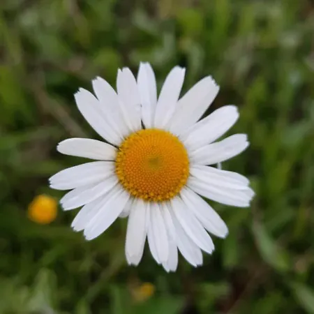 Kır Evi Zielony Domek Tylicz